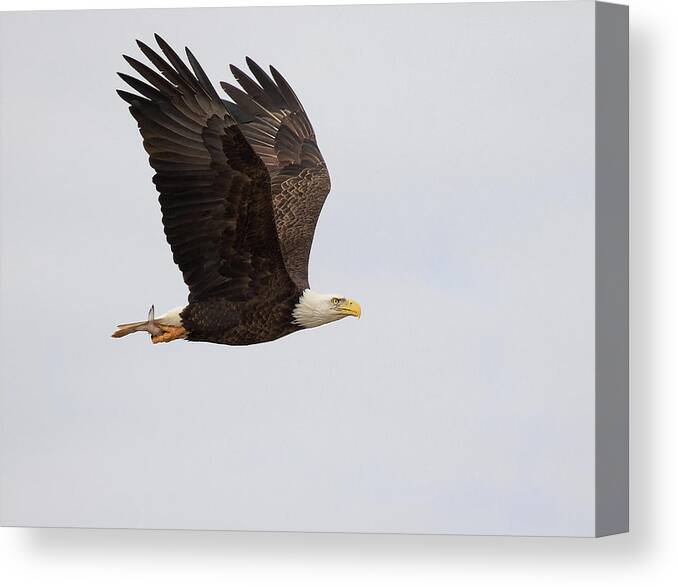 Eagle Canvas Print featuring the photograph Winging Out by Art Cole