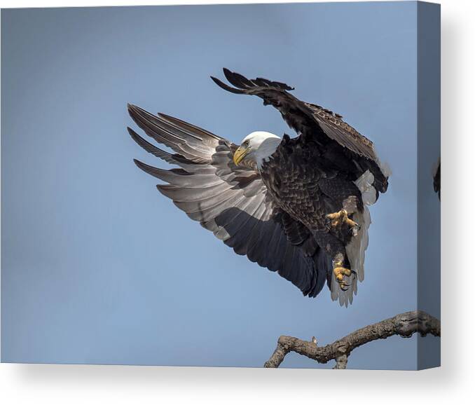 Bald Eagle Canvas Print featuring the photograph Wings by Laura Hedien
