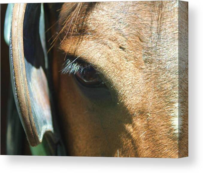 Horse Canvas Print featuring the photograph Wise Eye by Fred Bailey