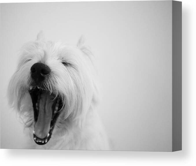 Pets Canvas Print featuring the photograph Yawn by Fion Ngan @ Fill In My Blanks