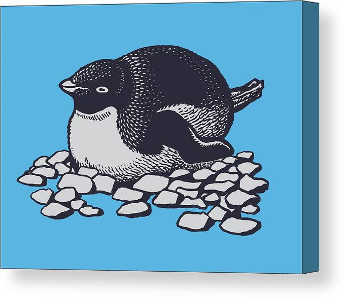 Animal Canvas Print featuring the drawing Young Penguin on Rocks by CSA Images