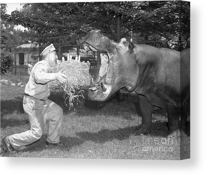 Event Canvas Print featuring the photograph Zookeeper Giving Hippo Bundle Of Hay by Bettmann