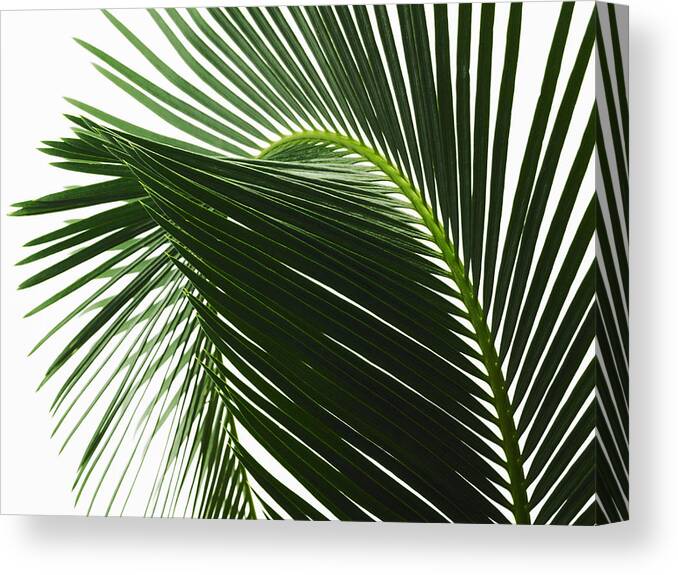 White Background Canvas Print featuring the drawing A glossy green palm leaf in close up, with central rib and paired fronds. #1 by Mint Images/ David Arky