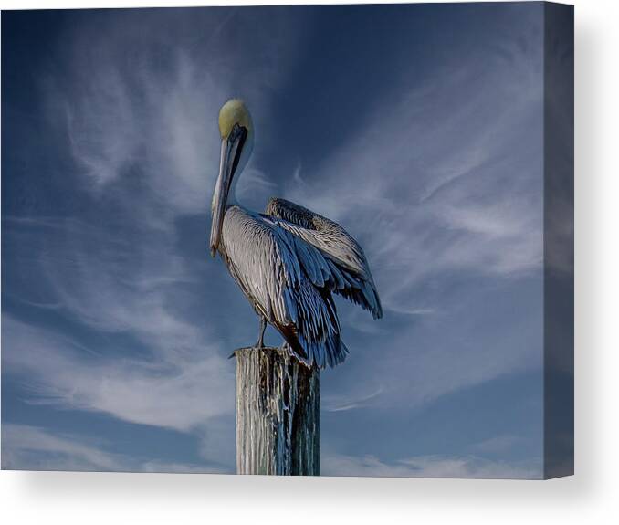 Pelican Canvas Print featuring the photograph I'm Just a Poser by Laura Putman