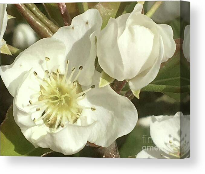 Pear Flowers Canvas Print featuring the photograph Calm Observation by Carmen Lam
