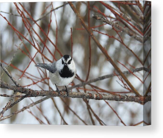 Western Canada Birds Canvas Print featuring the photograph Chickadee #1 by Nicola Finch