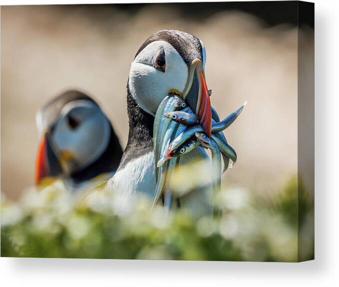 Animal Canvas Print featuring the photograph He's Behind You #1 by Framing Places