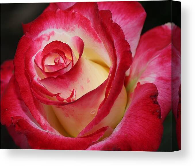 Rose Canvas Print featuring the photograph Multi-colored Rose by Mingming Jiang