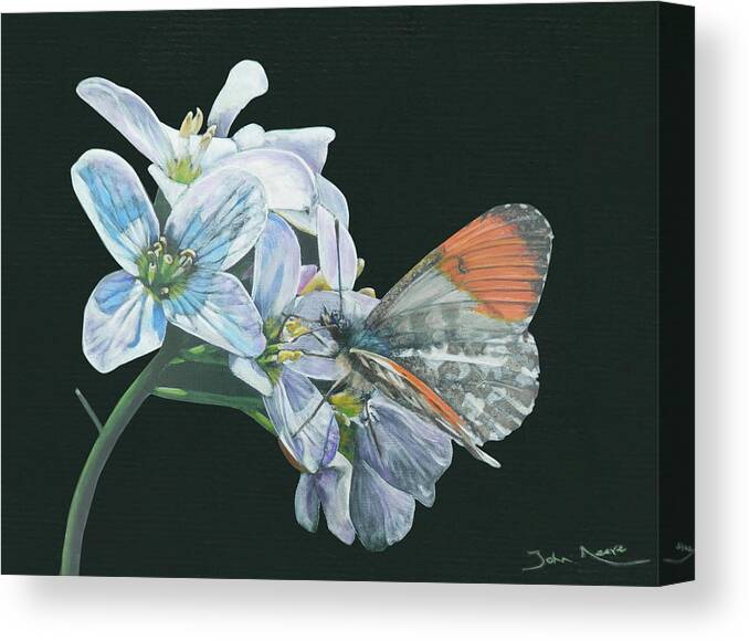 Butterfly Canvas Print featuring the painting Orange Tip #2 by John Neeve