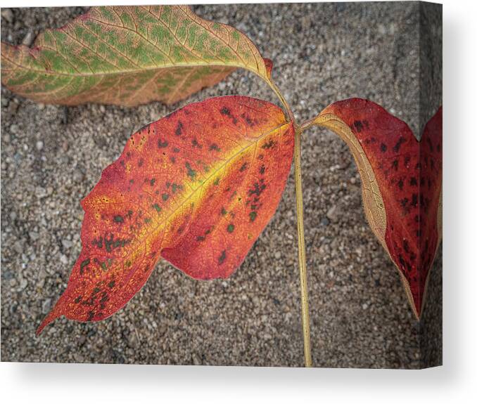 Red Yellow Leaf Sand Canvas Print featuring the photograph Red and Yellow Leaf by David Morehead