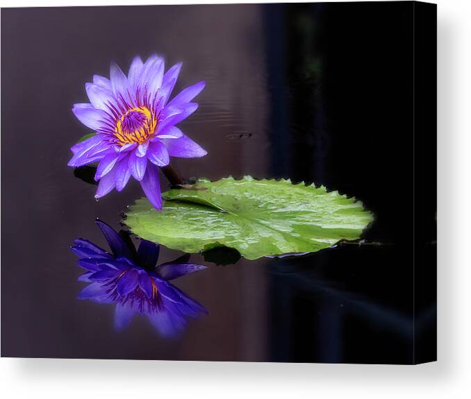 Floral Canvas Print featuring the photograph Reflecting #1 by Usha Peddamatham