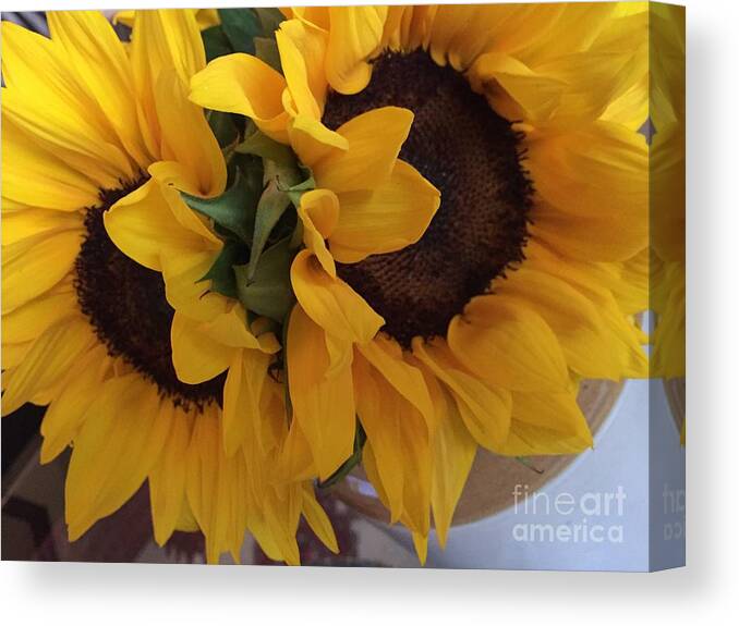 Sunny Canvas Print featuring the photograph Sunflower Series 1-1 #1 by J Doyne Miller