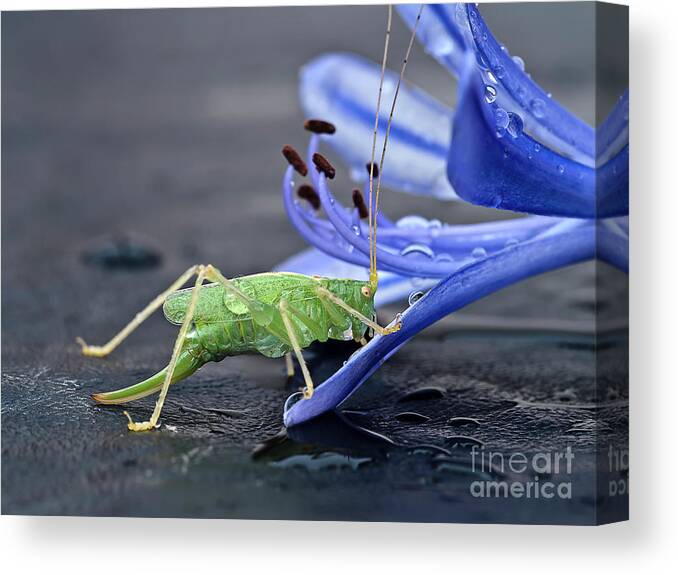 Beauty Beast Cricket Agapanthus Flower Insect Green Drinking Feeding Blue Action Macro Close Up Delightful Nature Beautiful Fantastic Magical Poetic Colorful Vivid Bright Humor Funny Fun Bizarre Thirsty Water Drops Climbing Climber Dew Canvas Print featuring the photograph A BEAUTY AND A BEAST- the climber by Tatiana Bogracheva