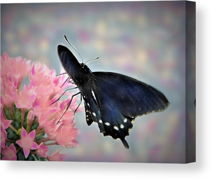 Butterfly Canvas Print featuring the photograph A Soft Caress by Angela Davies