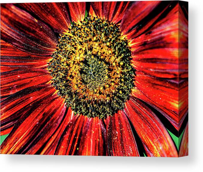 Aesthetic Sunflower Canvas Print featuring the photograph Aesthetic Sun Flower by Louis Dallara