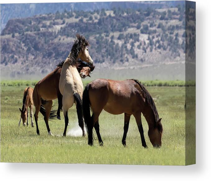 Eastern Sierra Canvas Print featuring the photograph Aggression  by Cheryl Strahl