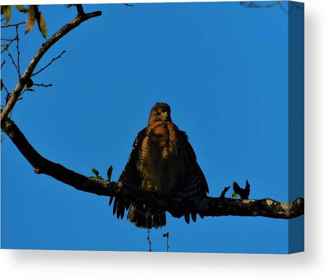 Hawk Canvas Print featuring the photograph Air Dry by Carl Moore