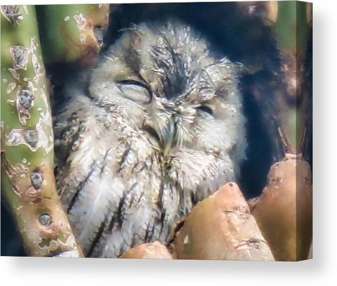 Icon Canvas Print featuring the photograph Almost Asleep by Judy Kennedy