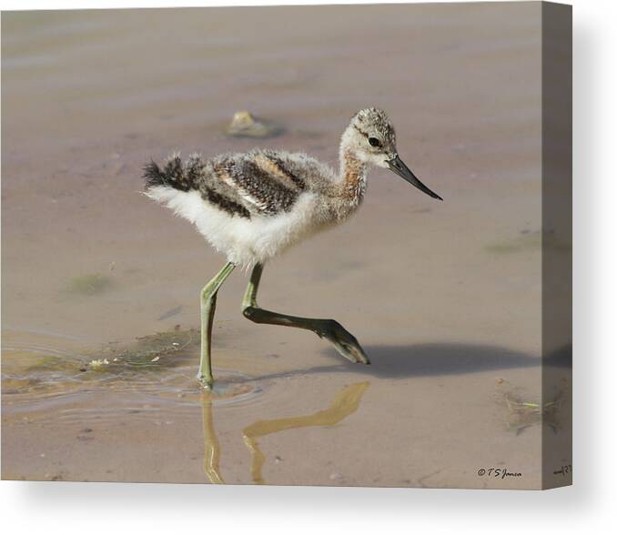 American Avocet Chick #0098 Canvas Print featuring the digital art American Avocet Chick #0098 by Tom Janca