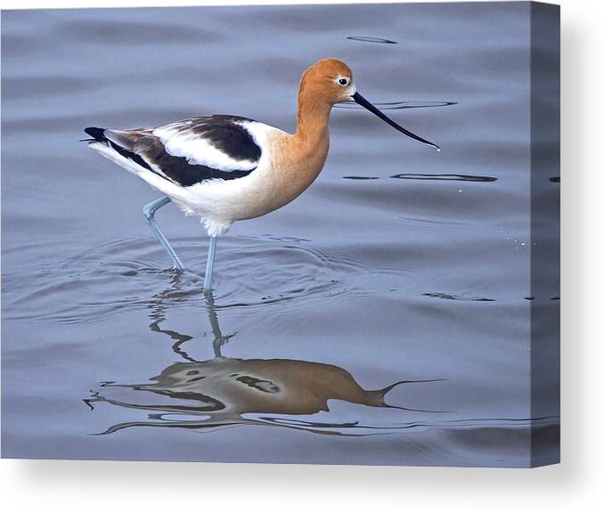  Canvas Print featuring the photograph American Avocets #1 by Carla Brennan