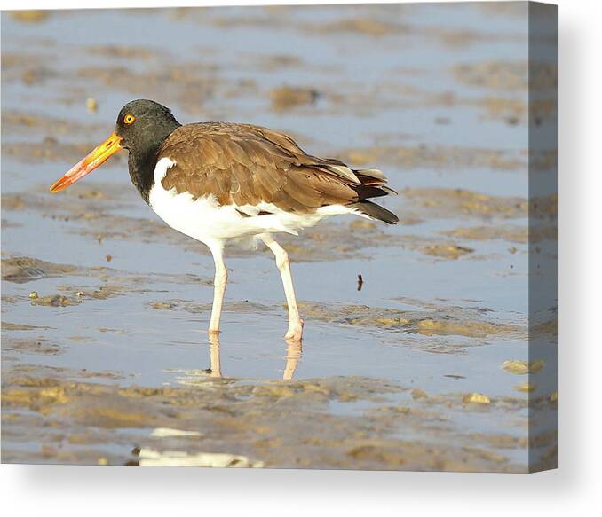 American Oystercatchers Canvas Print featuring the photograph American Oystercatcher 2 by Mingming Jiang