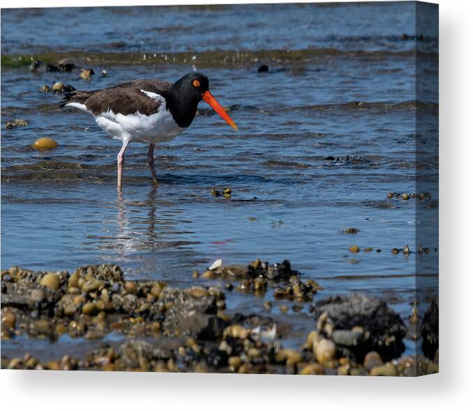 Shore Canvas Print featuring the photograph American Oystercatcher by Cathy Kovarik
