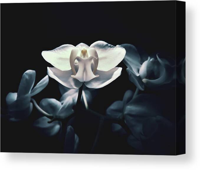 Beautiful Canvas Print featuring the photograph Angel Baby by Gena Herro