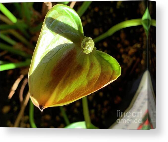 Anthurium Canvas Print featuring the photograph Anthurium by Catherine Wilson