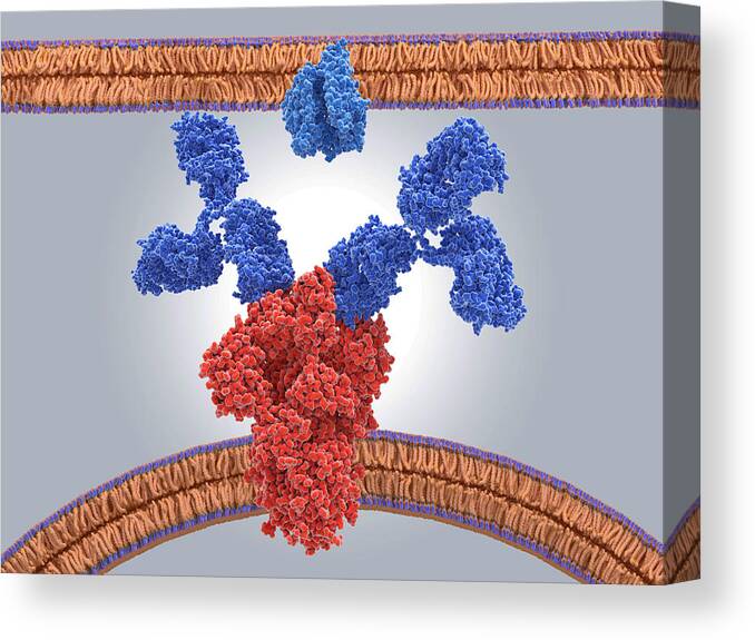 Pathogen Canvas Print featuring the drawing Antibodies binding to coronavirus protein, illustration by Juan Gaertner/science Photo Library