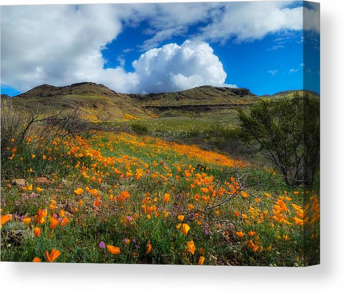 Arizona Canvas Print featuring the photograph Arizona Landscape Flowers Near Duncan by John A Rodriguez