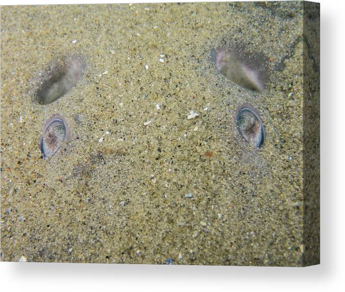 Underwater Canvas Print featuring the pastel Atlantic Torpedo eyes by Brian Weber