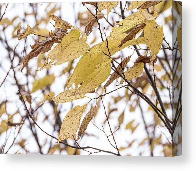 Autumn Yellow Leaves Canvas Print featuring the photograph Autumn Yellow Leaves by David Morehead