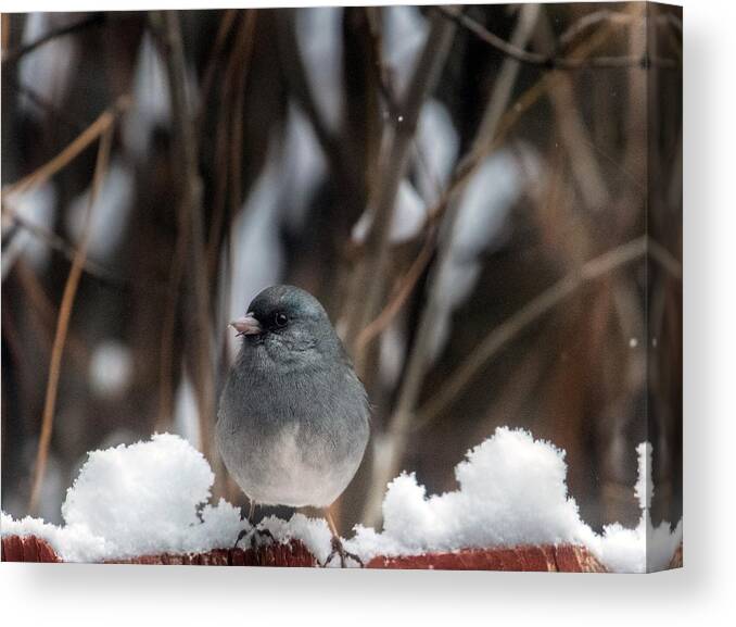 Junco Canvas Print featuring the photograph Baby, it's Cold Outside by Laura Putman