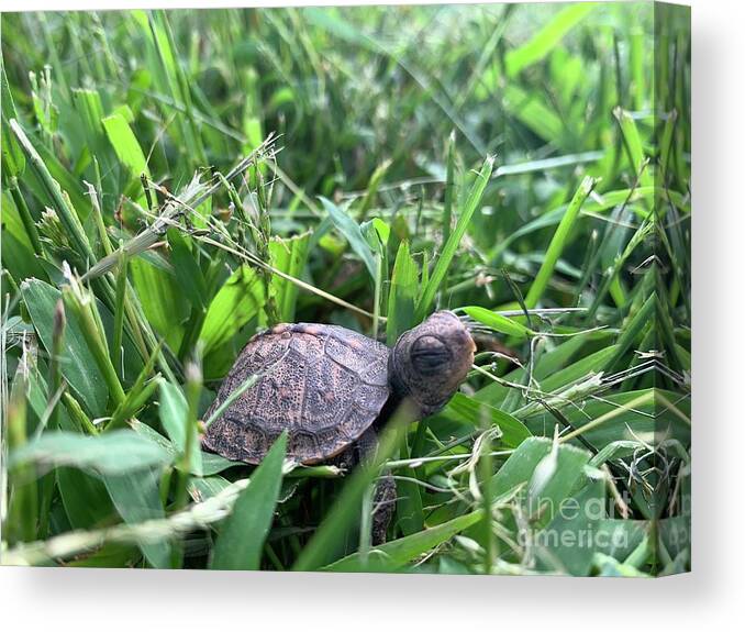  Canvas Print featuring the photograph Baby Turtle by Annamaria Frost