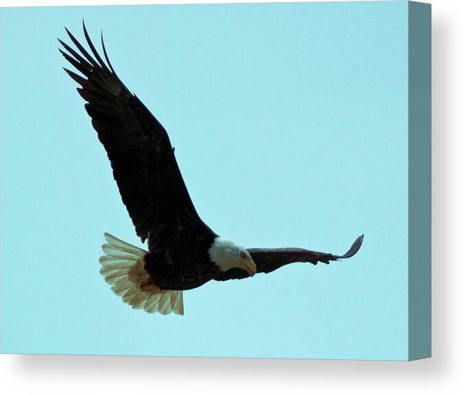 America Canvas Print featuring the photograph Bald Eagle Close Up by David Desautel