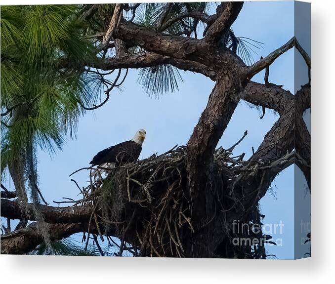 Bald Eagle Canvas Print featuring the photograph Bald Eagle on a Nest near Holiday Florida by L Bosco