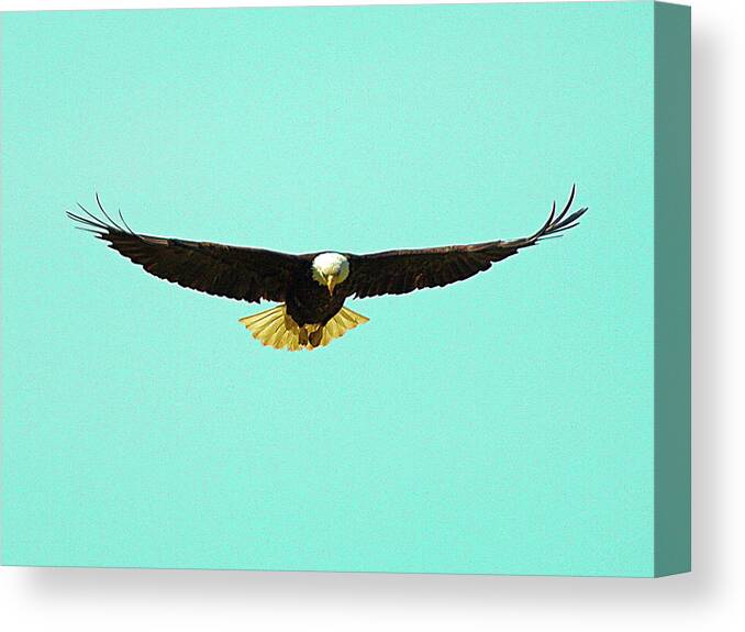 America Canvas Print featuring the photograph Bald Eagle On Bright Sky by David Desautel