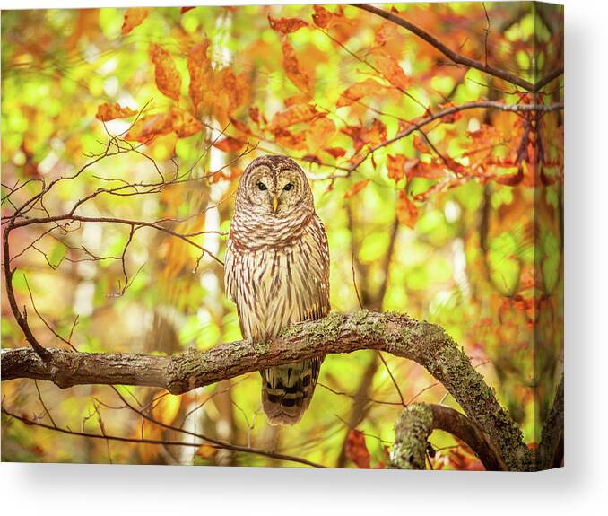 Barred Owl Canvas Print featuring the photograph Barred Owl In Autumn Natchez Trace MS by Jordan Hill