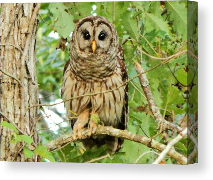 Bird Canvas Print featuring the photograph Barred Owl by Karen Stansberry
