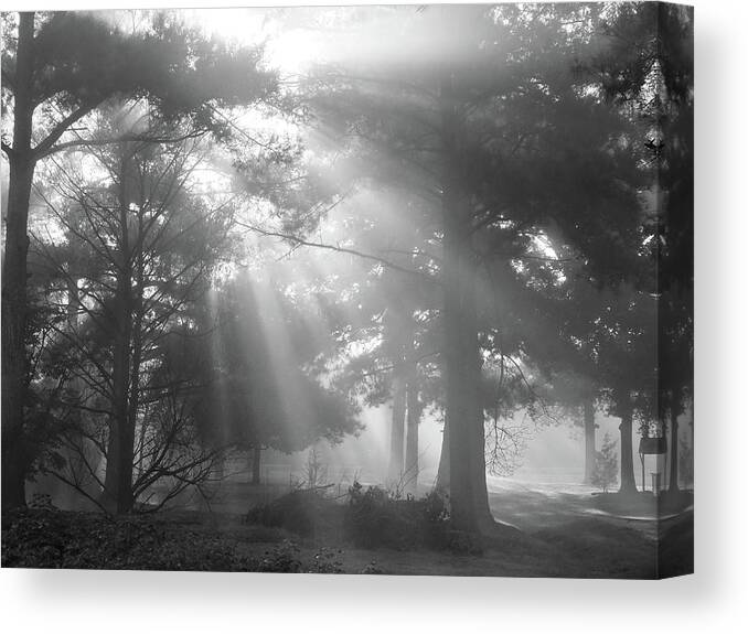 Fine Art Canvas Print featuring the photograph Beams Through the Trees by Mike McGlothlen