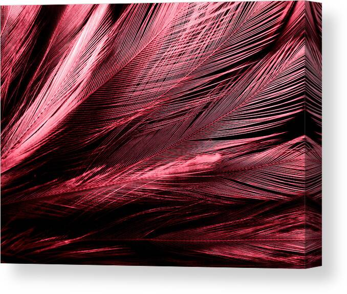 Beautiful abstract red feathers on dark background and black feather  texture on red pattern and red background, pink feather wallpaper, love  theme, wedding valentines day Canvas Print / Canvas Art by Julien 