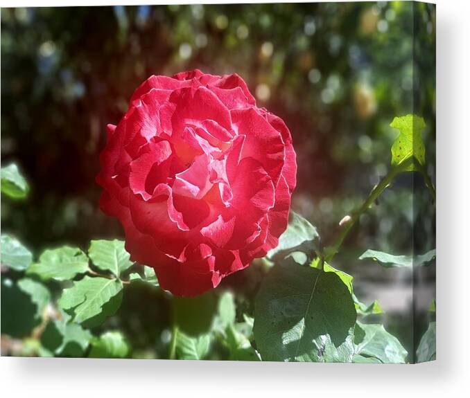  Red Rose Canvas Print featuring the photograph Beautiful red roses homegrown from my mother's garden in the summertime by Teresa Alabata