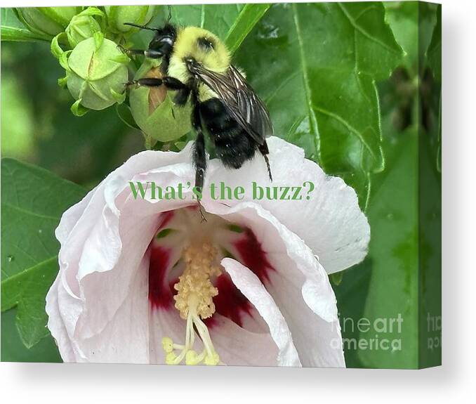 Bee Canvas Print featuring the photograph Bee talk One by Catherine Wilson