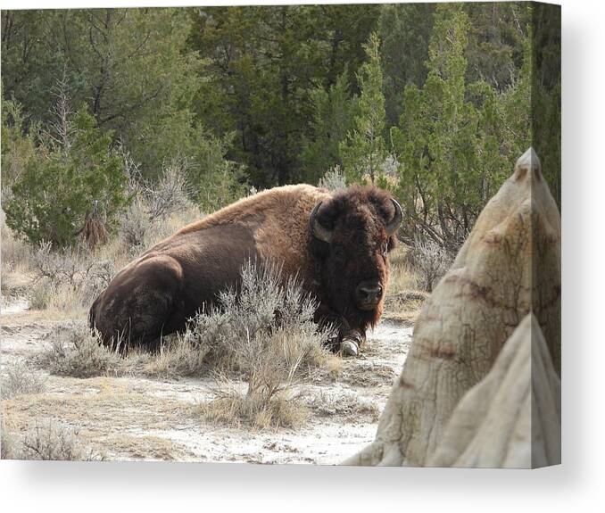 Bison Canvas Print featuring the photograph Bison On The Trail 2 by Amanda R Wright