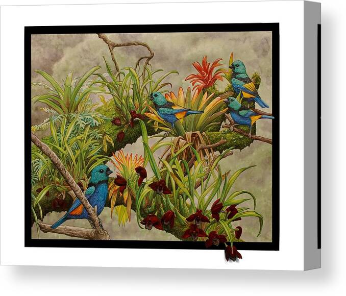 Birds Canvas Print featuring the painting Black orchid by Darren James Sturrock