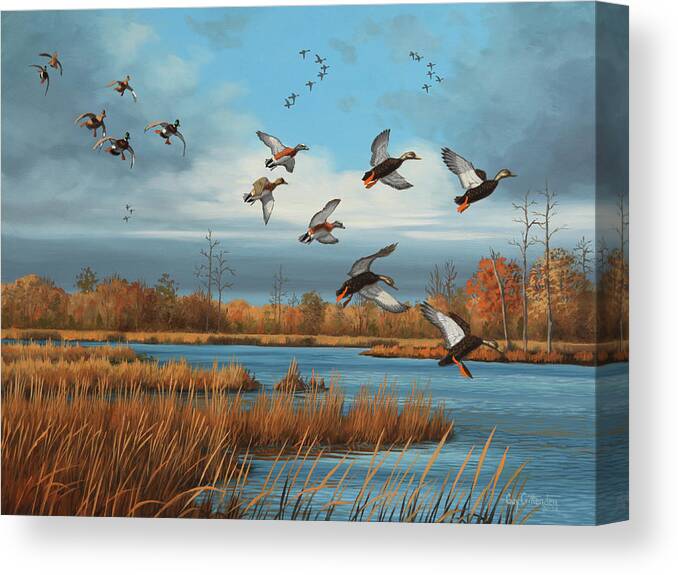 Mallard Paintings Canvas Print featuring the painting Blacks, Wigeon and Mallards by Guy Crittenden