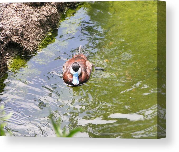 Blue-billed Duck Canvas Print featuring the photograph Blue-billed Duck by Heather E Harman