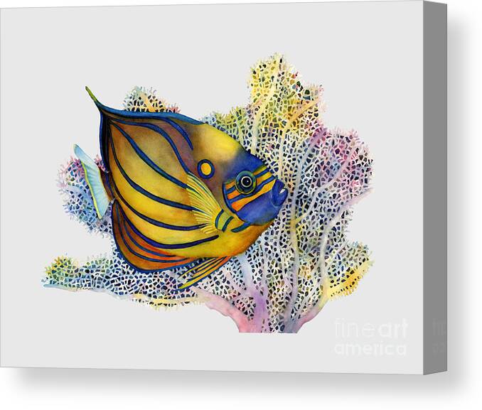 Fish Canvas Print featuring the painting Blue Ring Angelfish - Solid Background by Hailey E Herrera