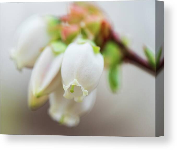 Flower Canvas Print featuring the photograph Blueberry Blossoms by Kristia Adams