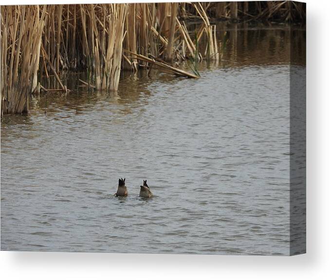 Ducks Canvas Print featuring the photograph Bottoms Up by Amanda R Wright
